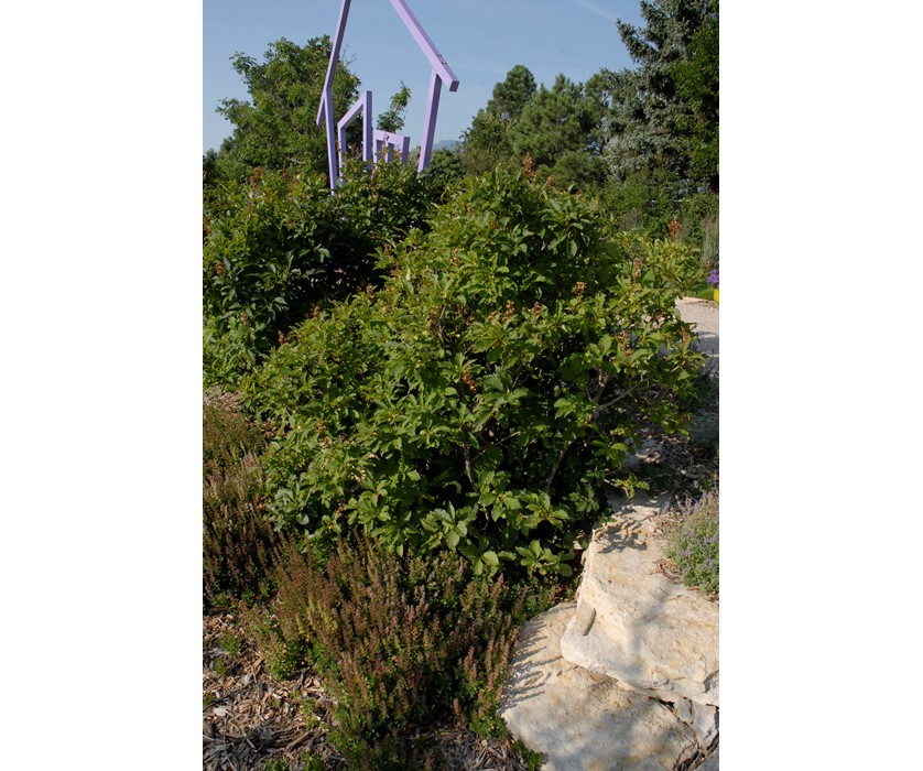 Miss Kim Dwarf Lilac